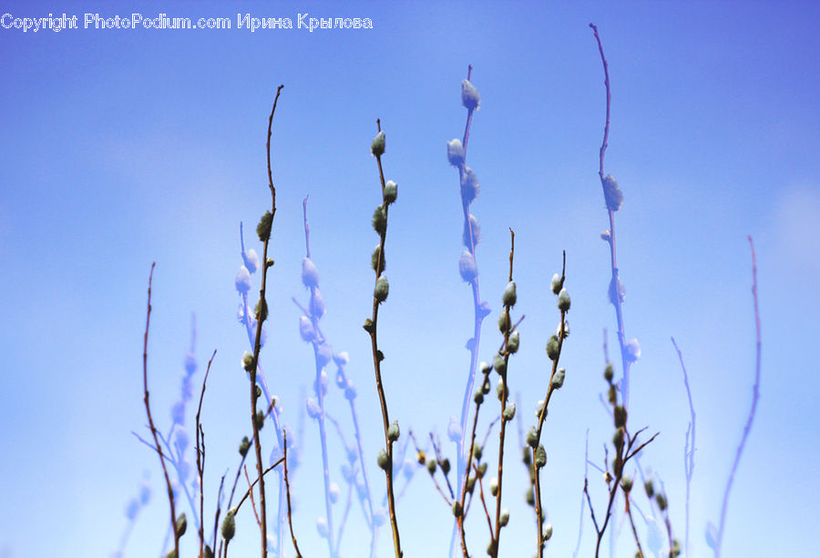 Field, Grass, Grassland, Plant, Blossom, Flora, Flower