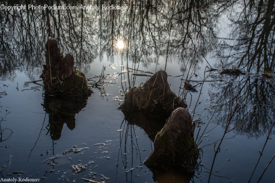 People, Person, Human, Land, Marsh, Pond, Swamp