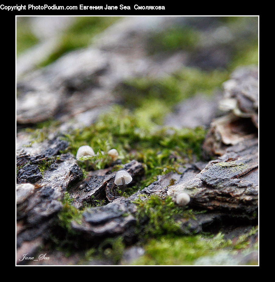 Agaric, Amanita, Fungus, Mushroom, Plant, Moss, Conifer