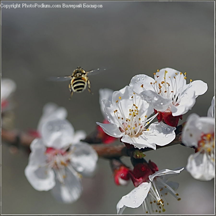 Blossom, Flora, Flower, Plant, Cherry Blossom, Anther, Petal