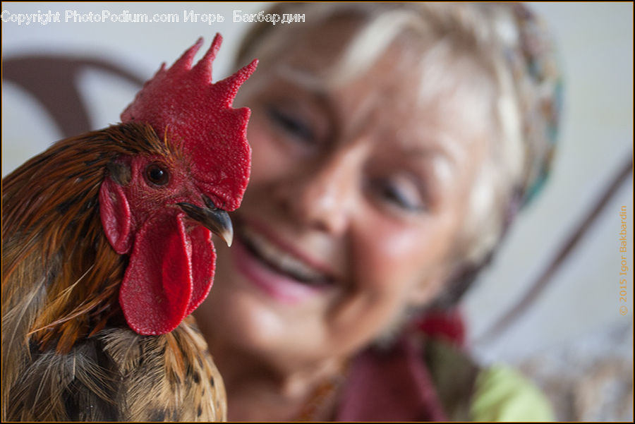 Chicken, Cock Bird, Fowl, Poultry, Rooster