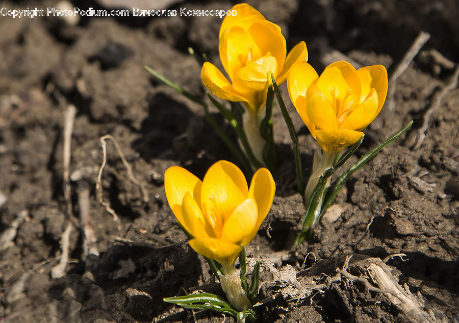 Blossom, Crocus, Flora, Flower, Plant, Tulip