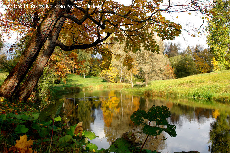 Outdoors, Pond, Water, Ripple, Plant, Vine, Ivy