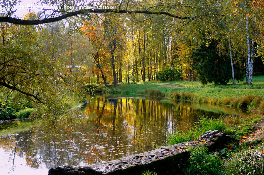 Outdoors, Pond, Water, Land, Marsh, Swamp, Plant