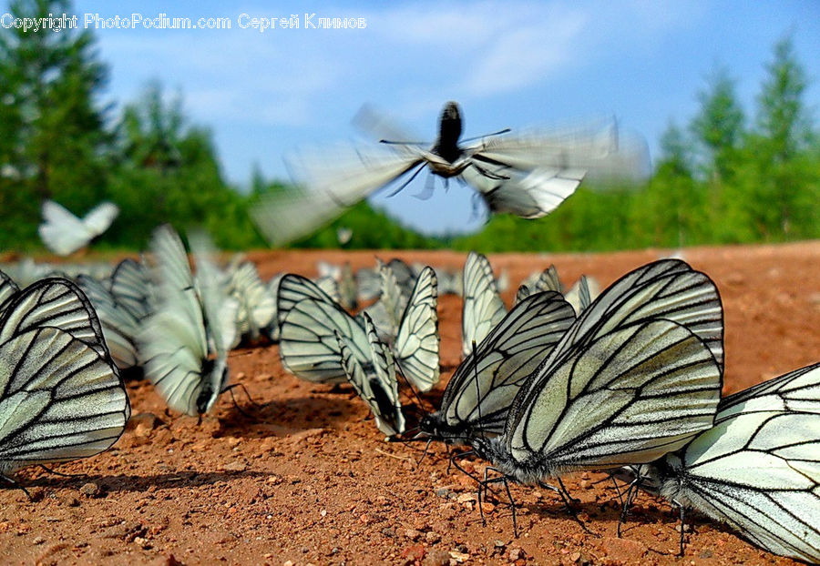 Soil, Butterfly, Insect, Invertebrate, Anisoptera, Dragonfly, Ardeidae