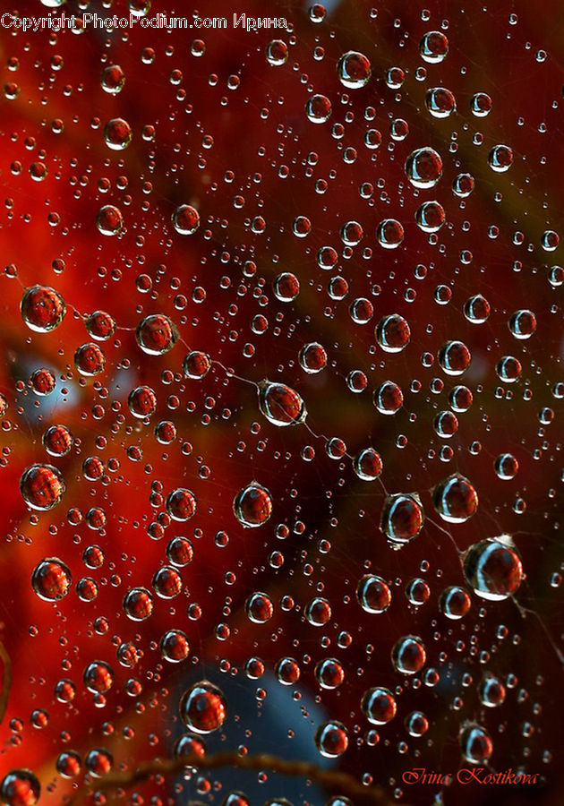 Bubble, Droplet, Floral Design, Lighting