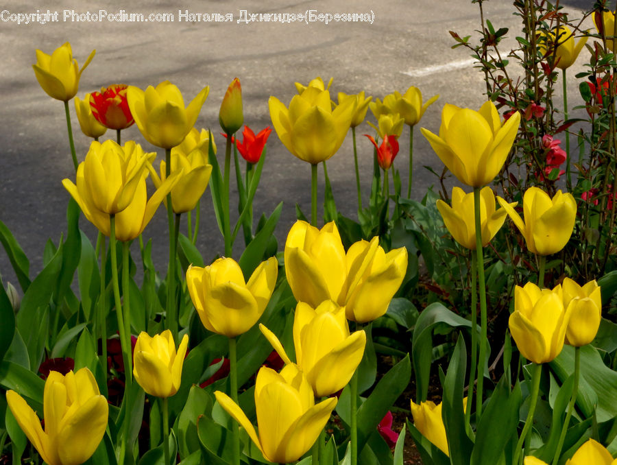 Blossom, Flora, Flower, Plant, Tulip, Flower Arrangement, Flower Bouquet
