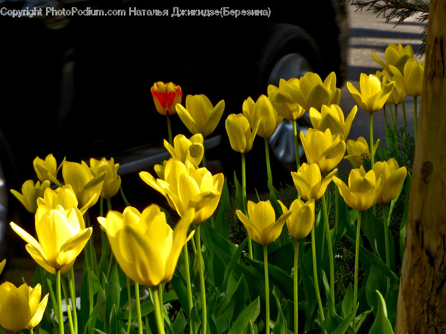 Blossom, Flora, Flower, Plant, Tulip, Crocus, Daffodil