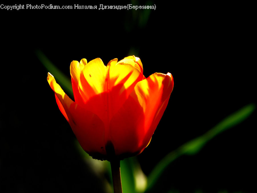 Blossom, Flora, Flower, Plant, Tulip, Crocus
