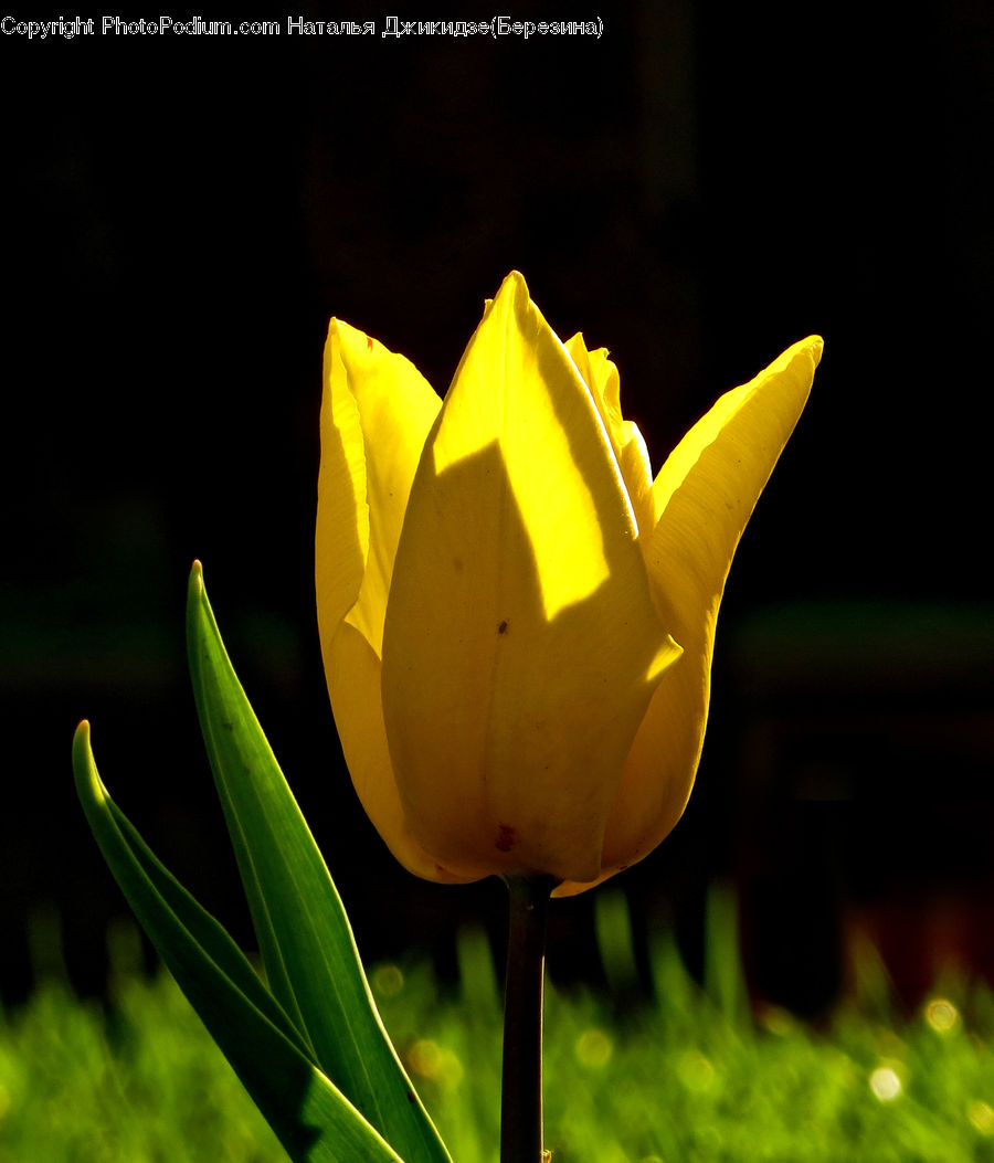 Blossom, Flora, Flower, Plant, Tulip, Crocus