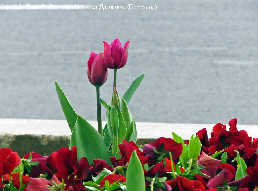Blossom, Flora, Flower, Plant, Tulip, Gladiolus, Rose