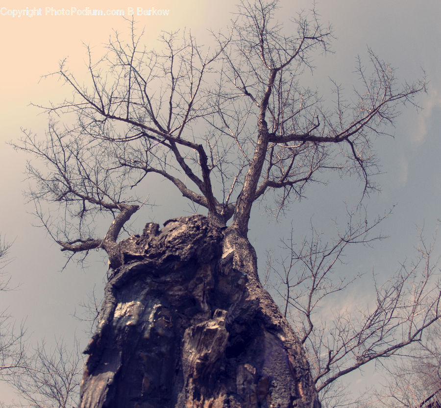 Plant, Tree, Conifer, Fir, Oak, Wood, Sycamore