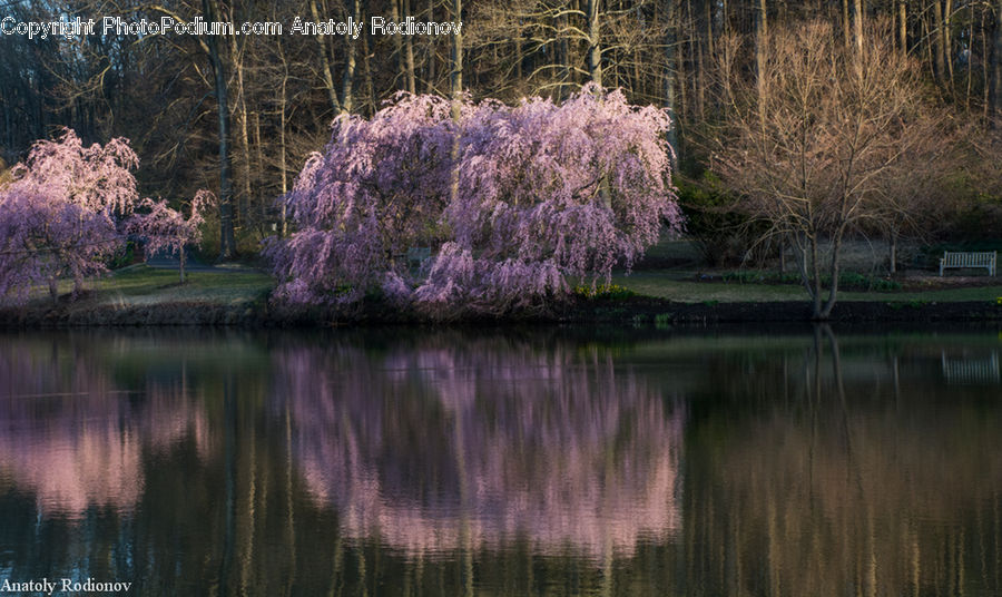 Blossom, Cherry Blossom, Flower, Plant, Tree, Willow, Flora
