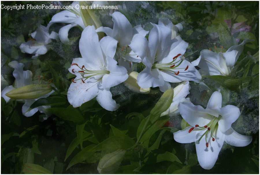 Blossom, Flora, Flower, Geranium, Plant, Gladiolus, Flower Arrangement