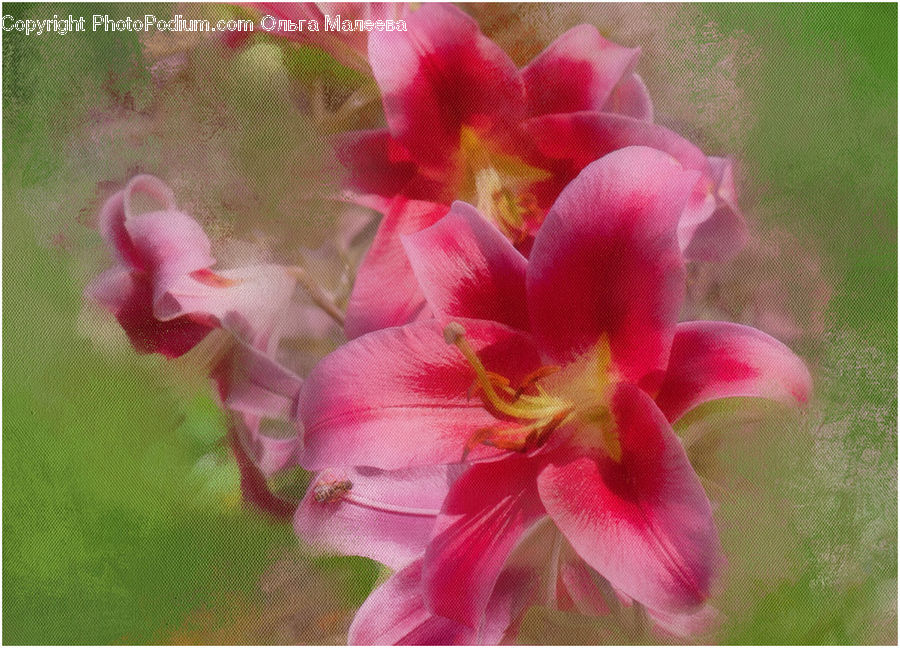 People, Person, Flora, Flower, Gladiolus, Plant, Human