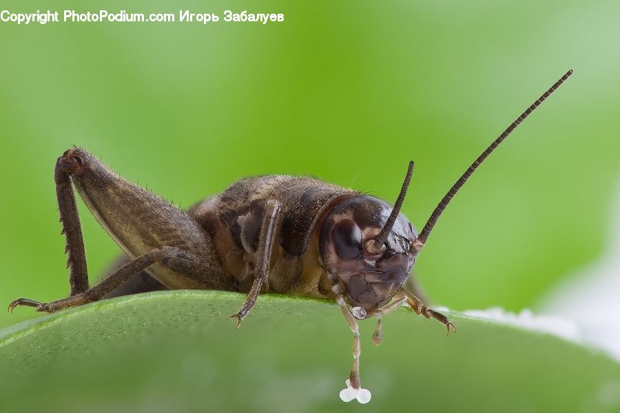 Cricket Insect, Grasshopper, Insect, Invertebrate, Andrena, Apidae, Bee