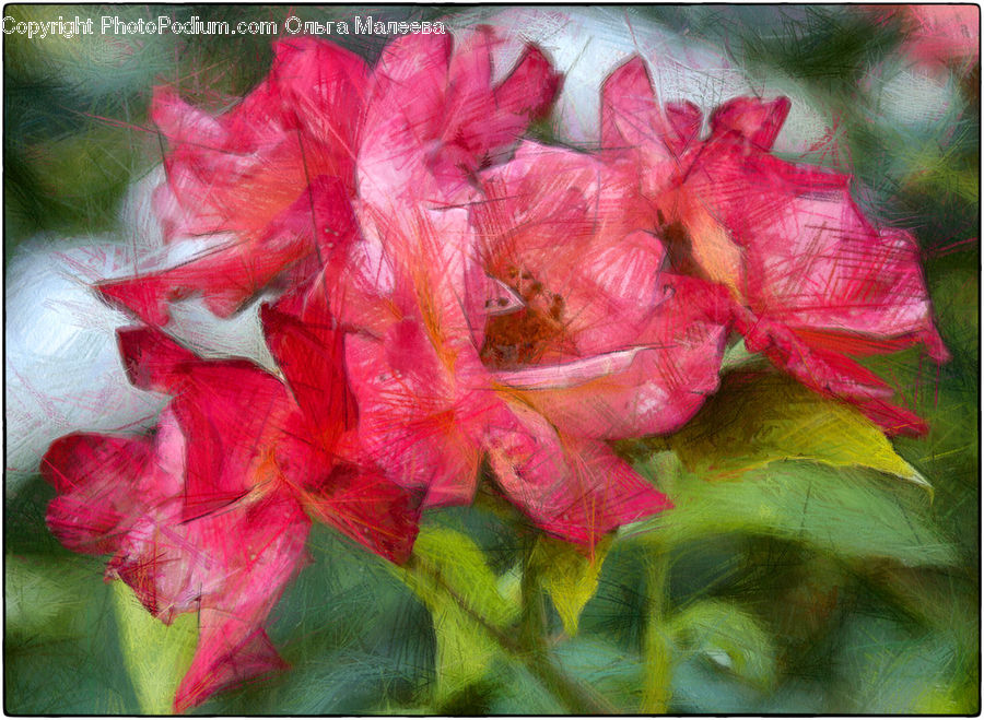 Flora, Flower, Gladiolus, Plant, Blossom, Geranium, Collage