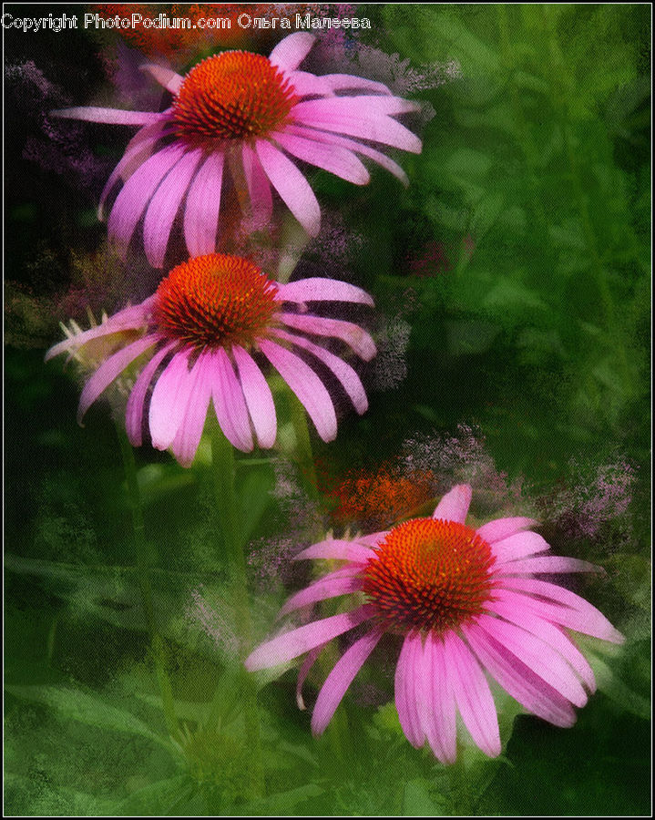 Daisies, Daisy, Flower, Plant, Aster, Blossom, Asteraceae