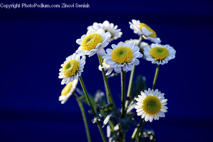 Flora, Pollen, Daisies, Daisy, Flower, Plant, Blossom