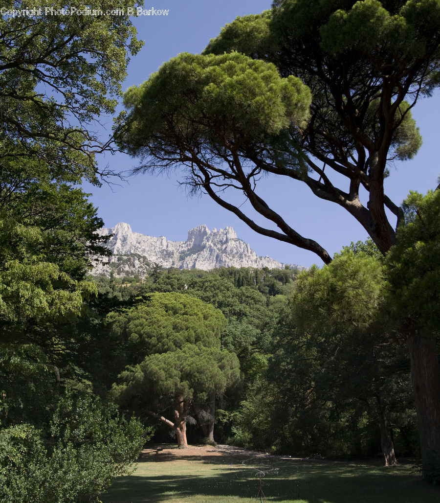Oak, Tree, Wood, Conifer, Fir, Plant, Forest