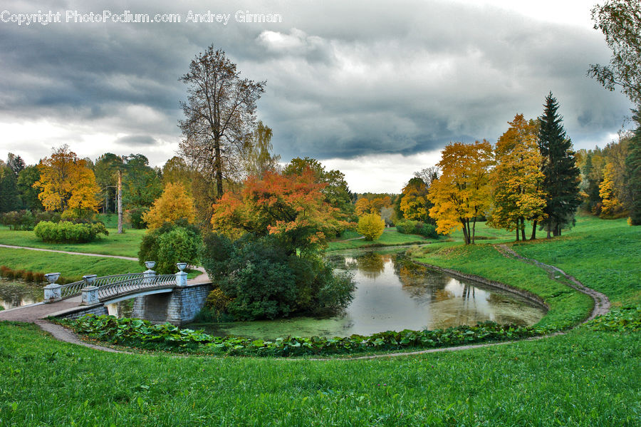 Park, Outdoors, Pond, Water, Conifer, Fir, Plant