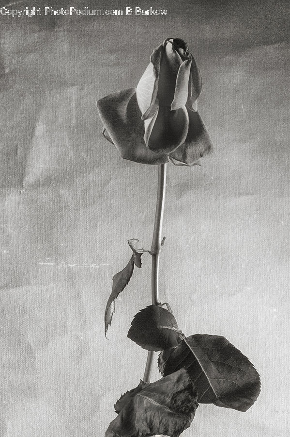 Blossom, Flower, Plant, Rose, Flora, Tulip, Paper