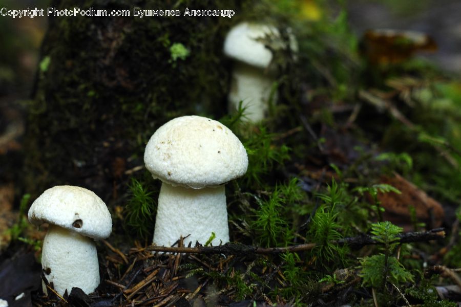 Agaric, Amanita, Fungus, Mushroom, Plant, Moss