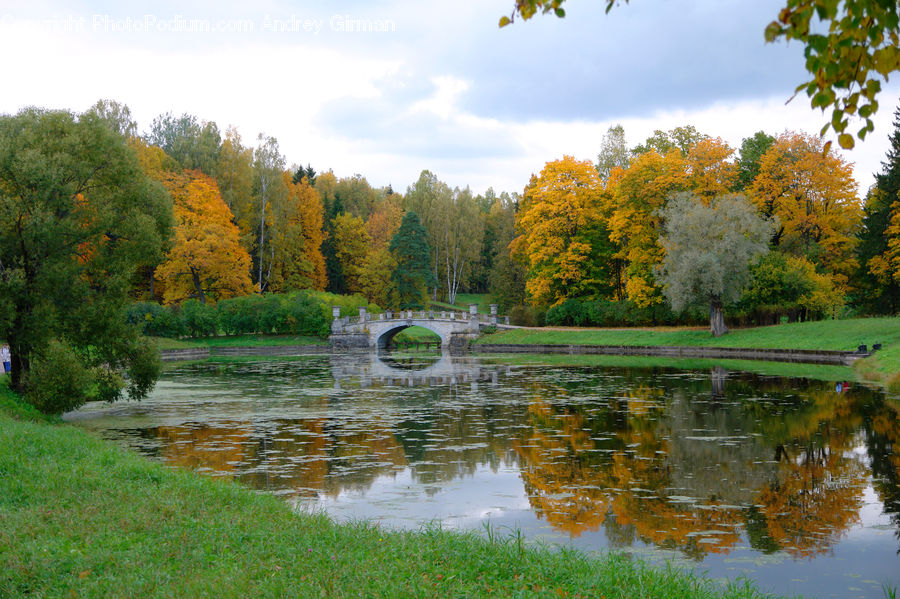 Oak, Sycamore, Tree, Tree Trunk, Wood, Outdoors, Pond