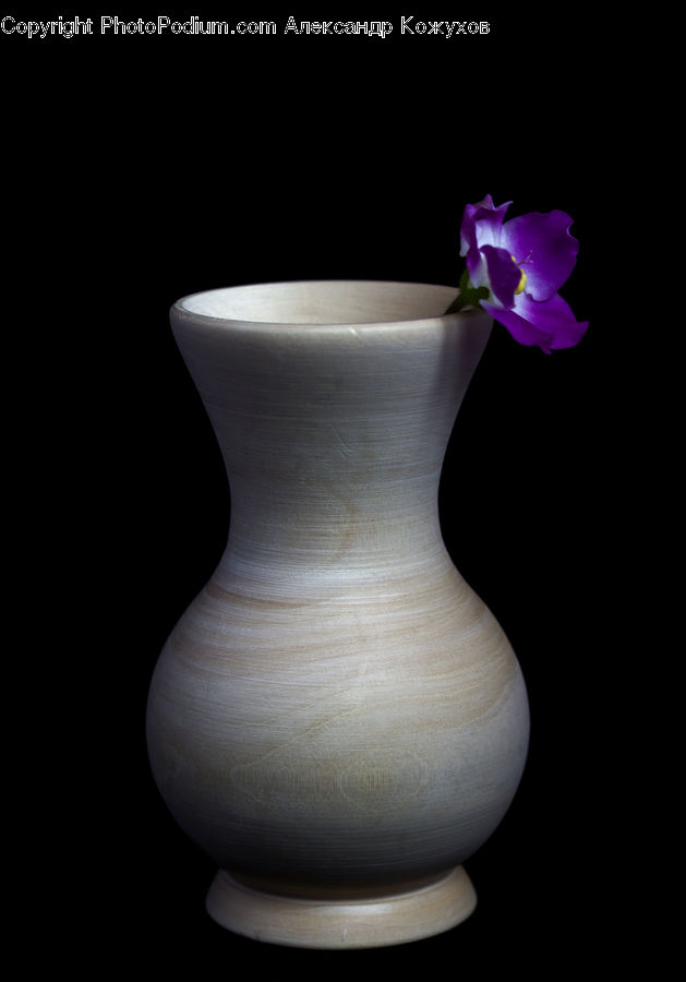 Jug, Pitcher, Blossom, Flora, Flower, Petal, Plant
