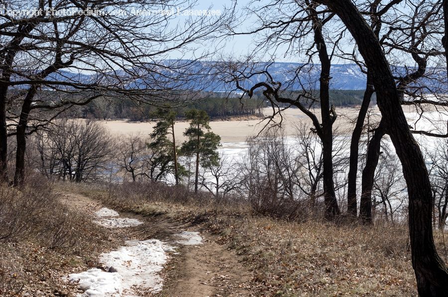 Oak, Tree, Wood, Dirt Road, Gravel, Road, Plant