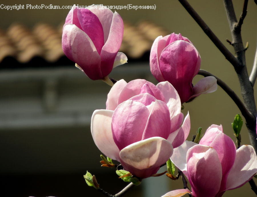Bud, Plant, Blossom, Flora, Flower, Tulip, Peony