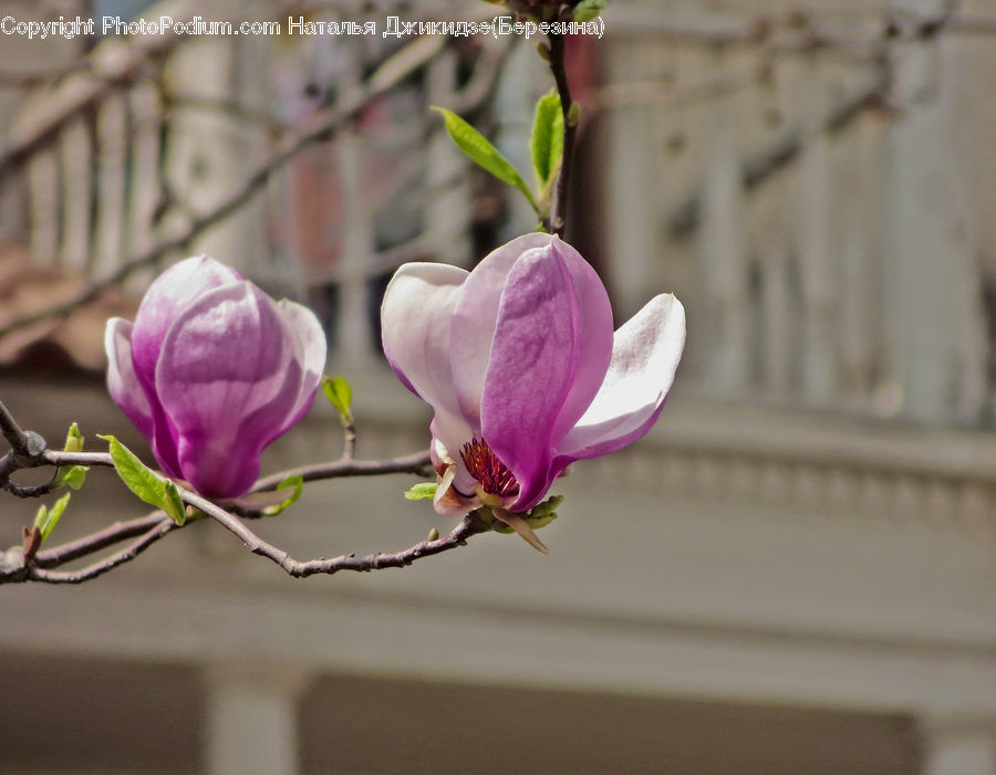 Blossom, Crocus, Flora, Flower, Plant, Geranium, Petal