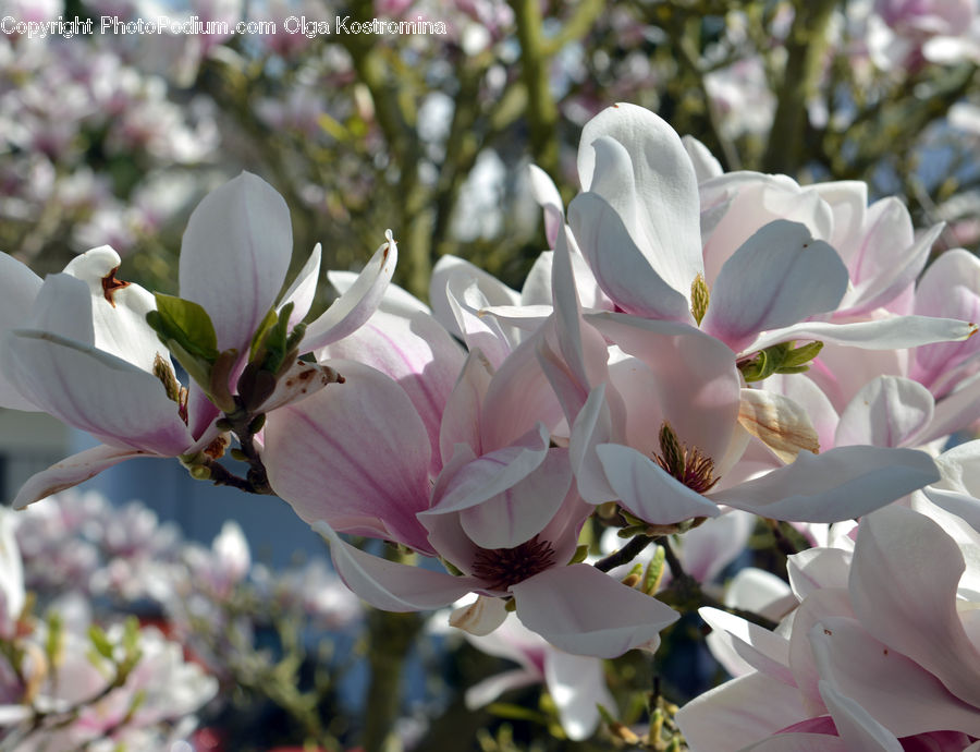 Blossom, Flora, Flower, Plant, Lily, Petal, Lilac