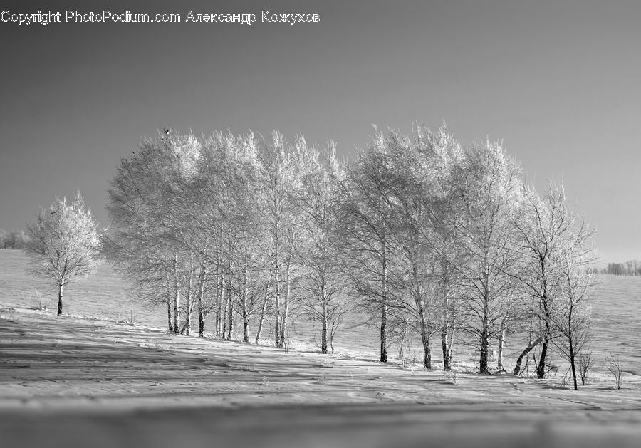 Frost, Ice, Outdoors, Snow, Plant, Tree, Birch