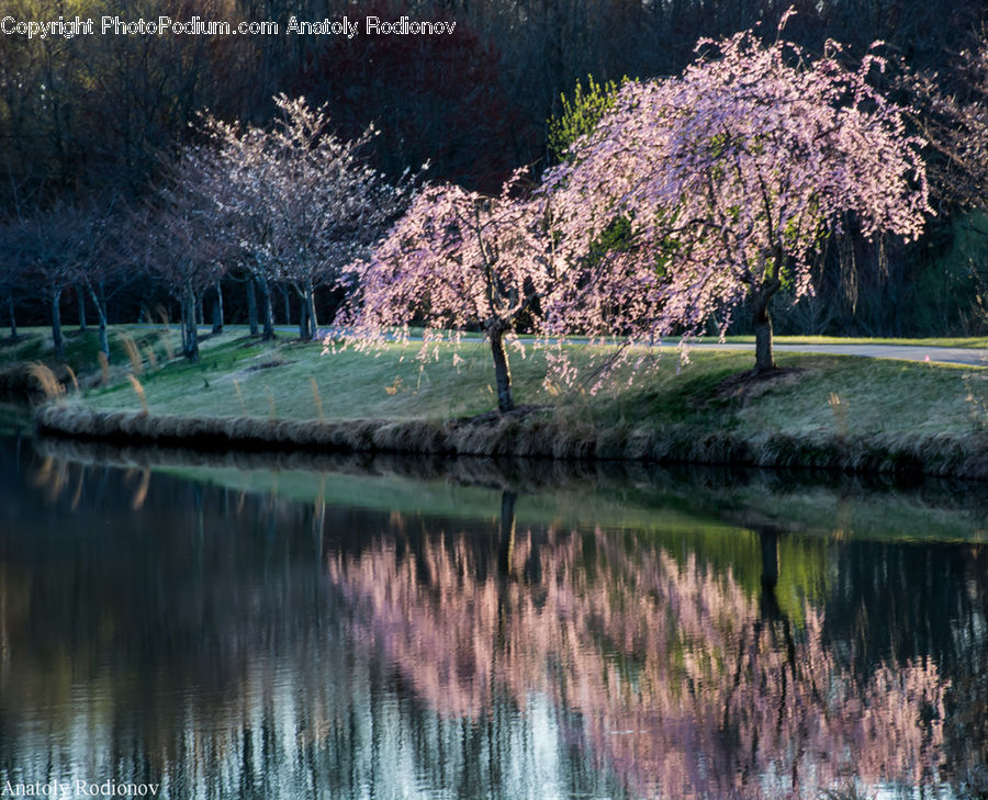 Blossom, Cherry Blossom, Flower, Flora, Plant, Landscape, Nature