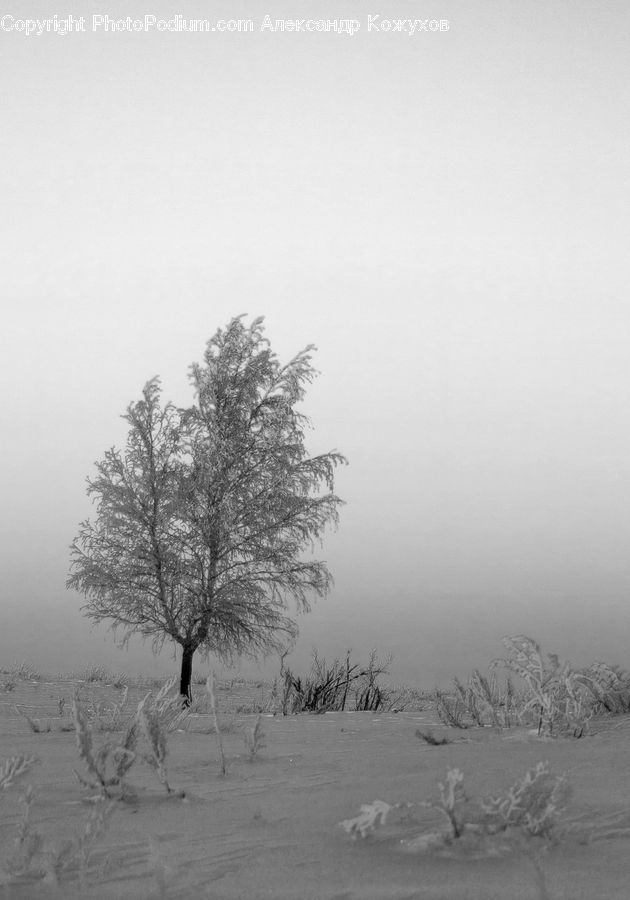 Ice, Outdoors, Snow, Plant, Tree, Frost, Oak