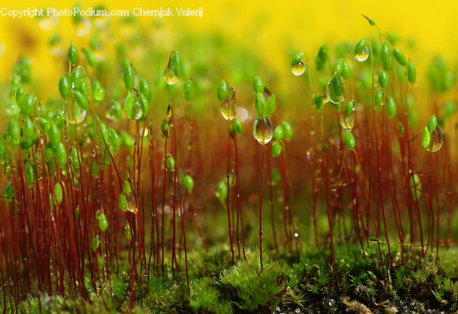 Moss, Plant, Field, Grass, Grassland, Fern, Blossom