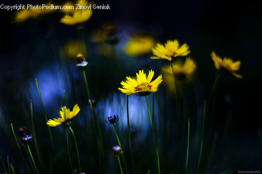 Daisies, Daisy, Flower, Plant, Blossom, Daffodil, Flora
