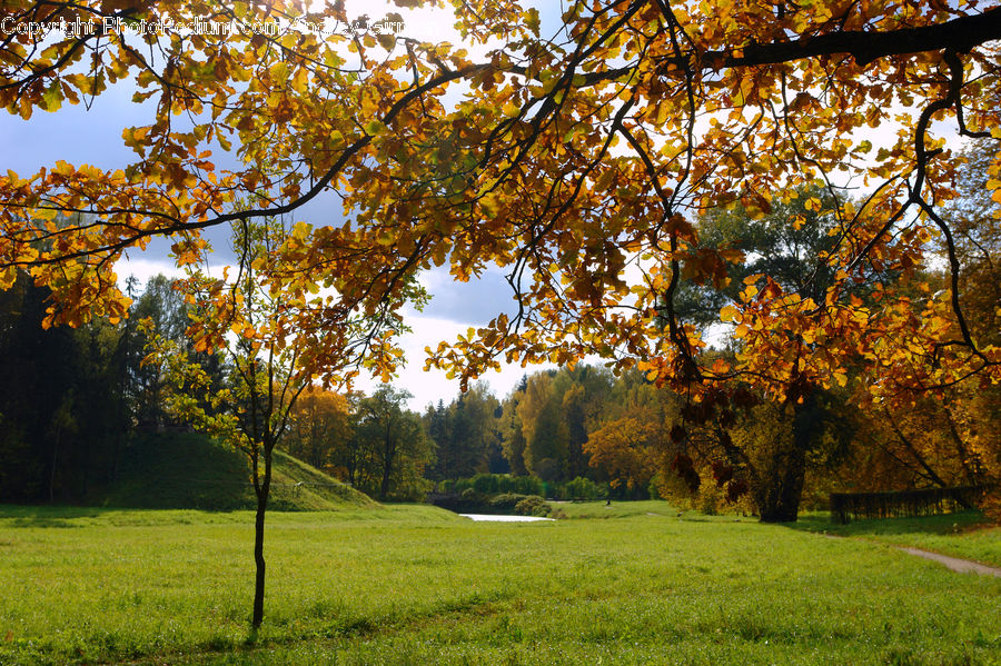 Field, Grass, Grassland, Plant, Conifer, Fir, Tree
