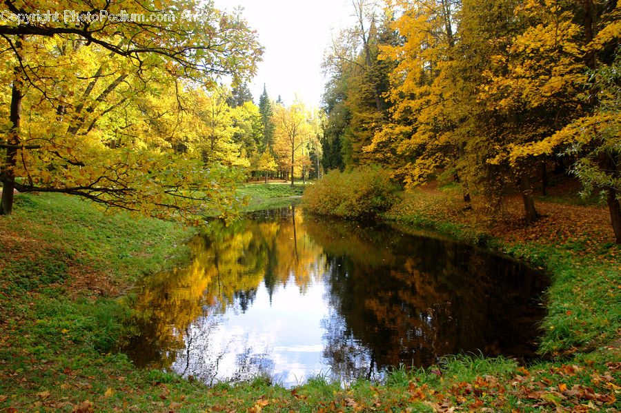 Outdoors, River, Water, Conifer, Fir, Plant, Tree