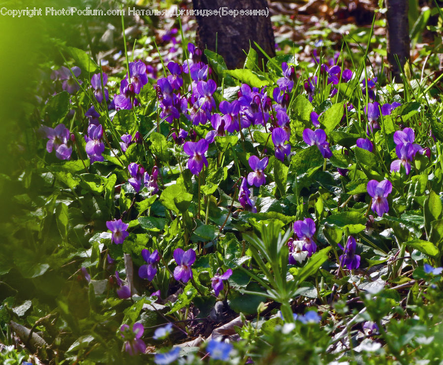 Blossom, Crocus, Flora, Flower, Plant, Violet, Geranium