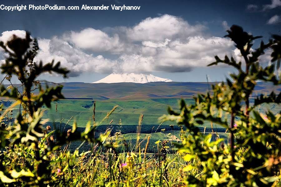 Countryside, Farm, Field, Vineyard, Cloud, Cumulus, Sky