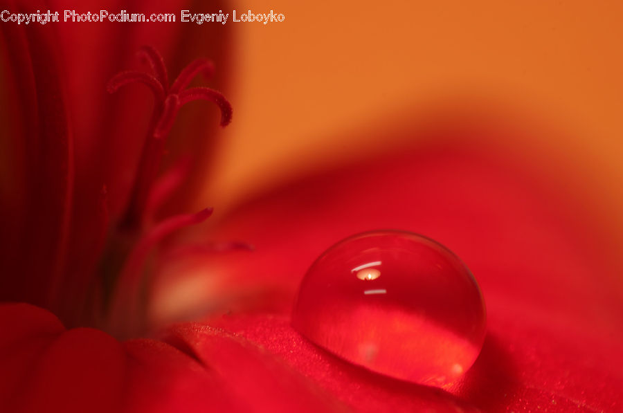 Droplet, Blossom, Flora, Flower, Geranium, Plant