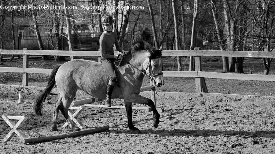 People, Person, Human, Animal, Horse, Mammal, Fence