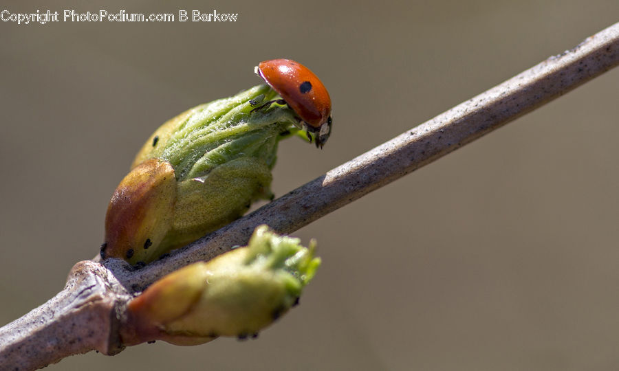 Bird, Parakeet, Parrot, Bee Eater, Aphid, Insect, Invertebrate