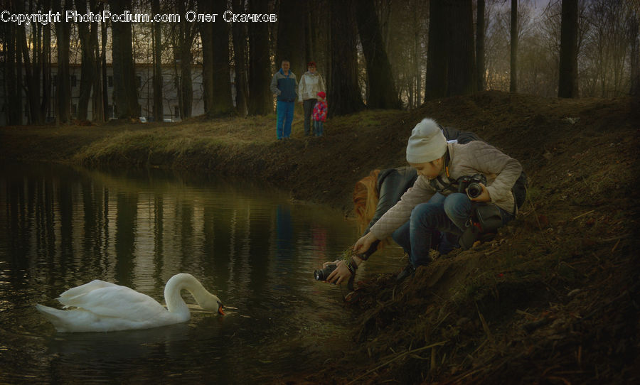 Bird, Waterfowl, Asleep, Person, Photographer, Soil, Outdoors