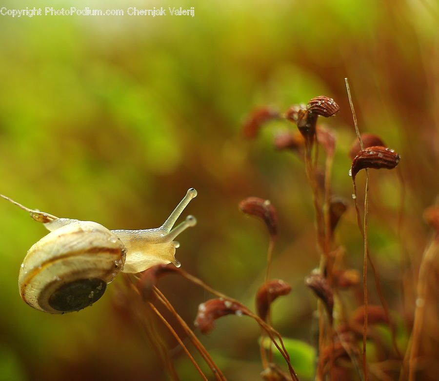 Moss, Plant, Blossom, Flora, Flower, Field, Grass