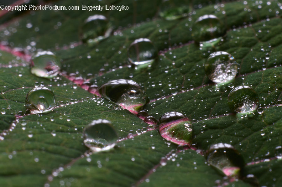 Droplet, Water, Plant, Blossom, Flora, Flower, Vegetation