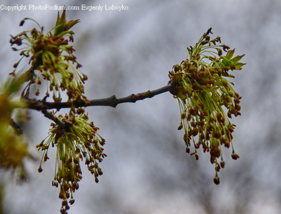 Conifer, Larch, Tree, Wood, Blossom, Flora, Flower
