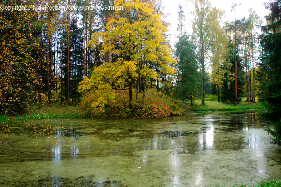 Outdoors, Pond, Water, Forest, Vegetation, Creek, River